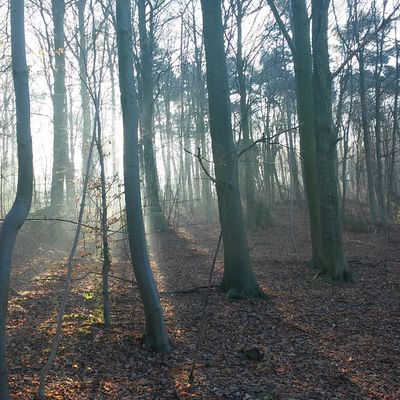 Fin décembre 2016: promenades quotidiennes au bois avec l'un ou l'autre loustic...ou les 2! 