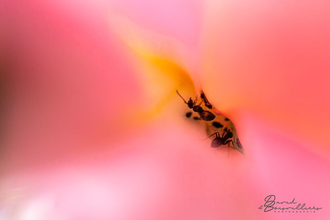 Diaporama des photographies exposées.