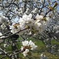 ballade au milieu des cerisiers en fleurs