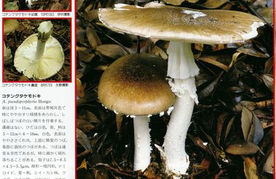 コテングタケモドキ Amanita pseudoporphyria