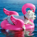  Le fléau des vacances !!!....Encore! et encore .....alors!!ce post devient répétitif pfff!