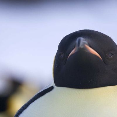 Missive des Manchots à leur pote...