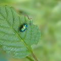 Chrysolina fastuosa - Coléoptère