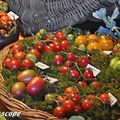 Comment réussir la culture de vos tomates ?