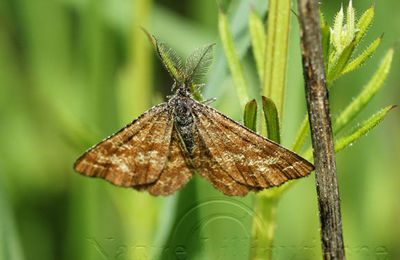 Ematurga atomaria  (Phalène picotée)