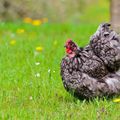 La Maman Poule de Monique06, 37e inscrite