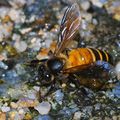 Flash infos n°11 : les maîtres des abeilles le 03 mai sur France 5