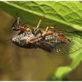 Cigale des montagnes : Cicadetta montana