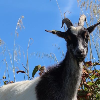 La chèvre et la Renouée du Japon 