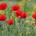 Pavot (Papaver somniferum)