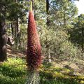 La blogesfera botanica