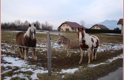 Chevaux.