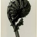 Karl Blossfeldt, Struthiopteris germanica (deutscher Straußfarn)