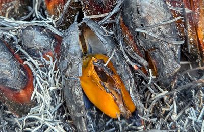 Eclade de moules