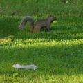 Parenthèse chronologique : La faune et la flore sur le campus :D