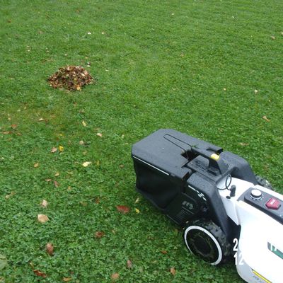 La coupe d'herbe, et ramassage des feuilles par Yuka !
