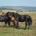 La journée du cavalier propriétaire