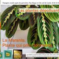 Paysagiste pays Basque et Sud des Landes. Maranta: Plante dépolluante.