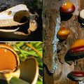 Polypore petite bouchée ヒトクチタケ Cryptoporus volvatus