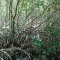 visite de la mangrove et ses palétuviers, départ du village de vieuw bourg. 