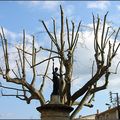 Notre Dame des Arbres