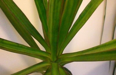 Un Dracaena pour un décor tropical dans la maison