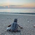 La Tortue de Doudoune21, 7e inscrite