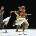 Danse : Luc Petton et les oiseaux
