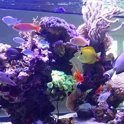 Point Population 1er septembre 2018 et Vidéo 