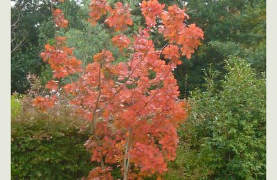 L'automne en couleurs.