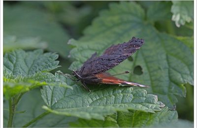 Paon pas pimpant ....