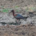 nouvel ibis