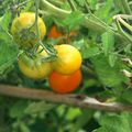 tomates