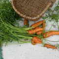  29 - JUILLET - des carottes comme on aime les manger