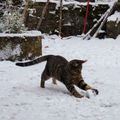 Boule de poil et boule de neige ...