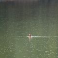 Canard mandarin sous la pluie