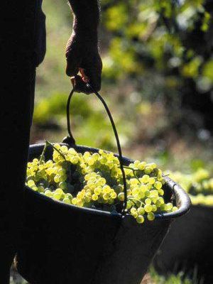 BEST-OF WINE TOURISM, VERSION 2012