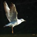 Mouette en vol