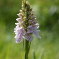 Orchis  des bruyères