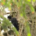 tour sur le bargy (pic noir, bouquetin, chamois, chocard à bec jaune, gypaète ...)