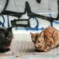 Les chats de la rue Tsamadou 