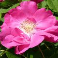 La rose de PROVINS - rosa gallica officinalis