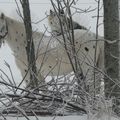 Pauvres chevaux dans la neige