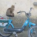 Le chat-cyclomotoriste