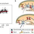 The Rho-GTPase effector ROCK regulates meiotic maturation of the bovine oocyte via MLC phosphorylation