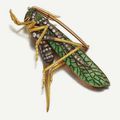 Auger Alphonse & Guéret Antoine. Gold grasshopper brooch, late 19th century