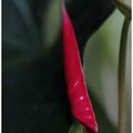 L'anthurium , famille des Araceae