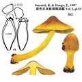 キイロアセタケ Inocybe lutea Kobay. et Hongo 1952