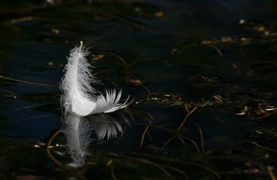 Une Plume à l'Eau