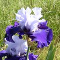floraison d'iris.....